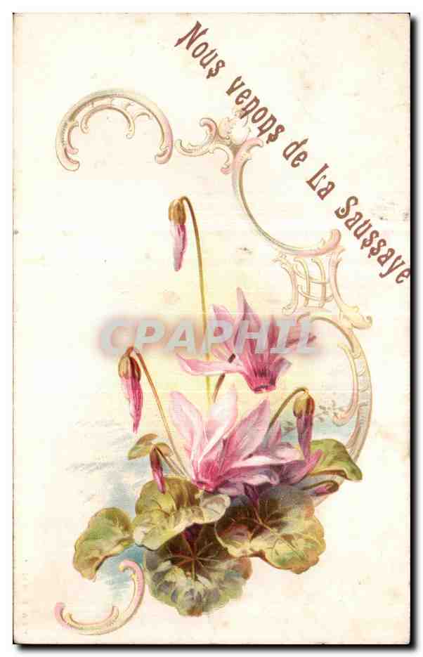 Cyclamens — carte postale ornée — éditeur inconnu