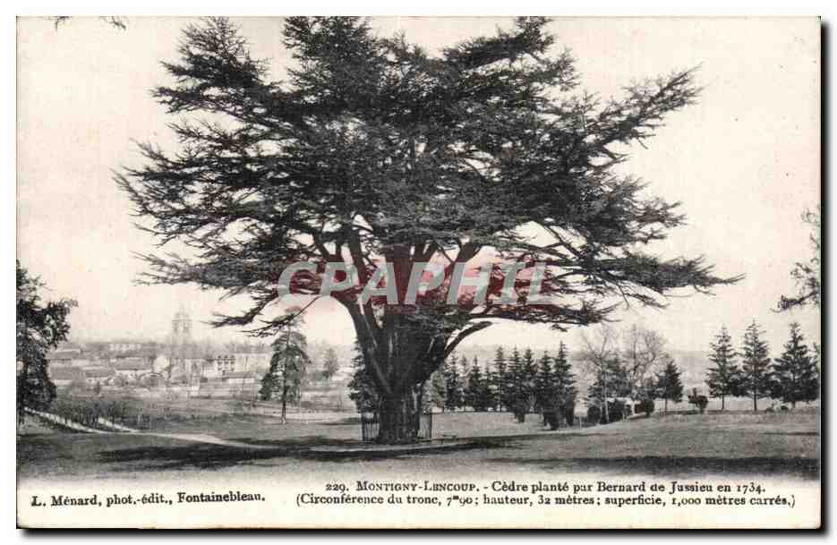Montigny-Lencoup — Cèdre planté par Bernard de Jussien en 1734 — L. Ménard, phot.-édit., Fontainebleau, n°229