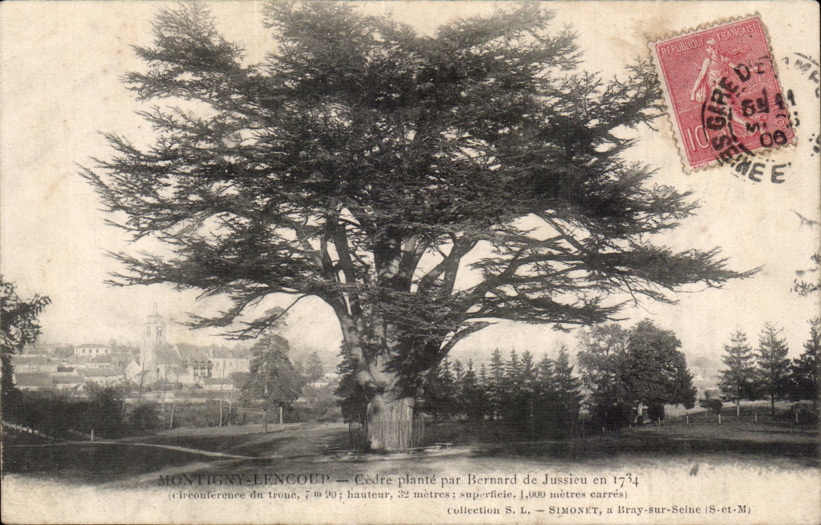 Montigny-Lencoup — Cèdre planté par Bernard de Jussieu en 1734 — Collection S.L. Simonet, Bray-sur-Seine (S.-et-M.)
