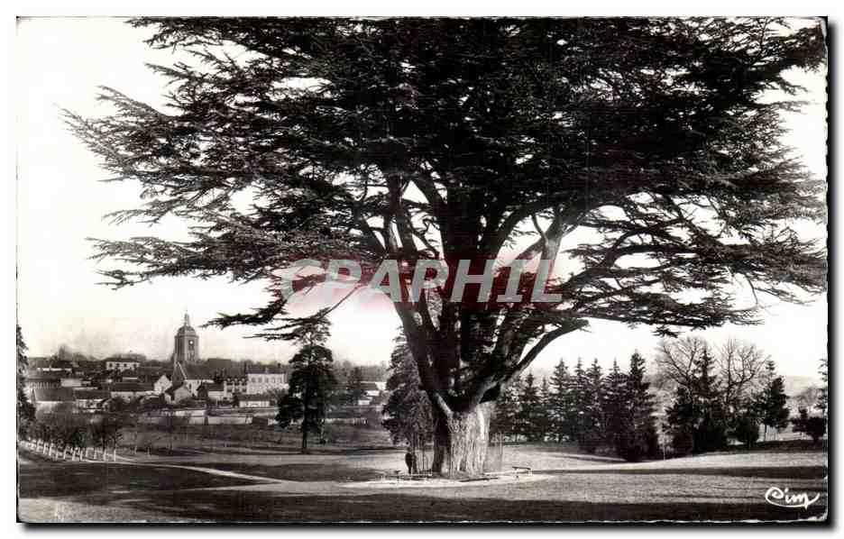 Cèdre du Liban à Montigny-l'Éventé — arbre remarquable — éditeur Cim