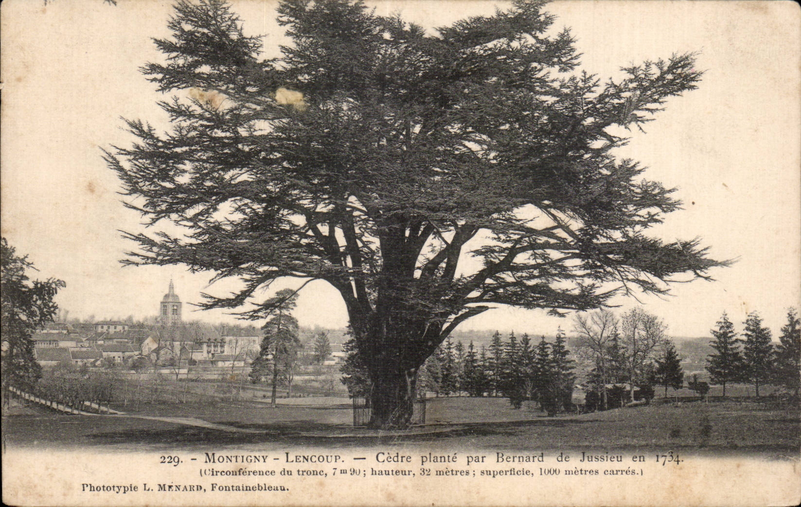 Montigny-Lencoup — Cèdre planté par Bernard de Jussieu en 1734 — Phototypie L. Ménard, Fontainebleau