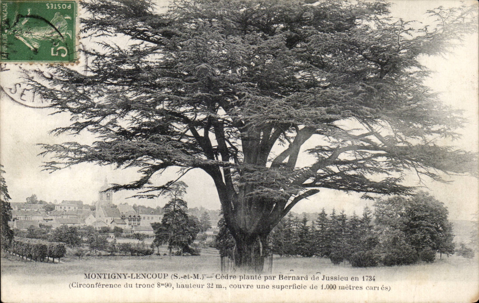 Montigny-lencoup (S.-et-M.) — Cèdre planté par Bernard de Jussieu en 1734 — éditeur non identifié