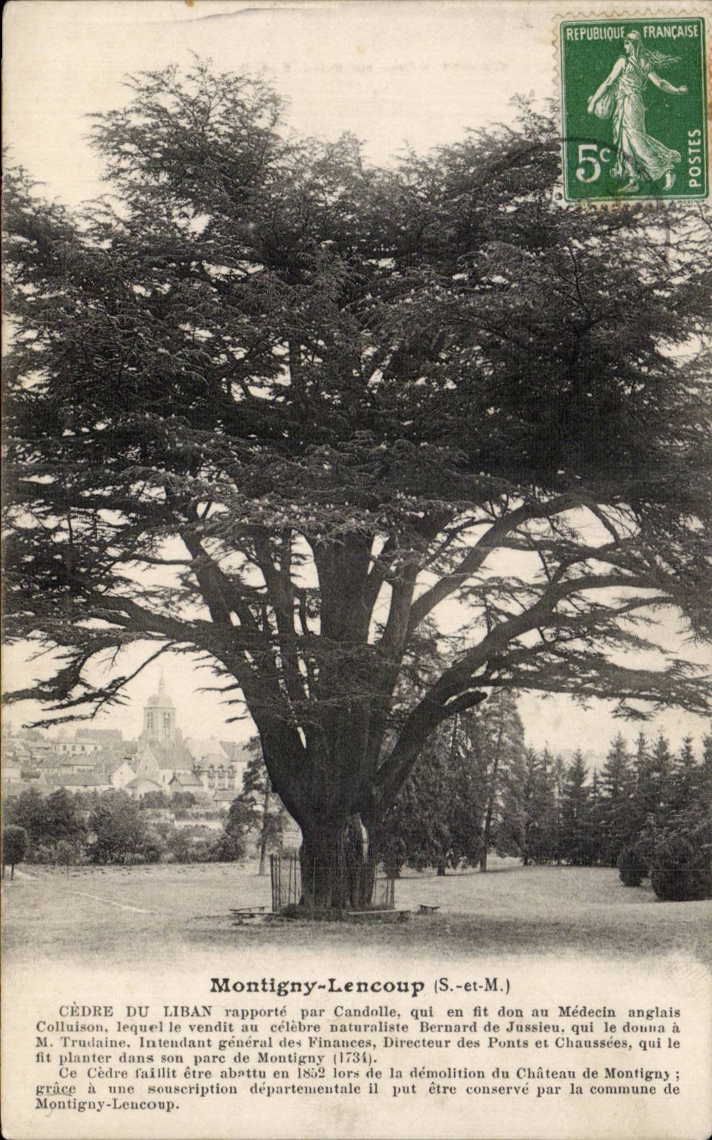 Montigny Lencoup - Cedre plante par Bernard Jussieu en 1734 - CPA 