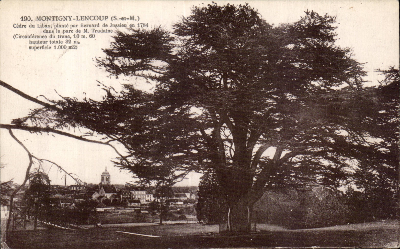 Cèdre du Liban à Montigny-lencoup (S.-et-M.) — arbre planté par Bernard de Jussieu en 1784 — Photo-Édit. E. Mignon, Nangis-et-Marne
