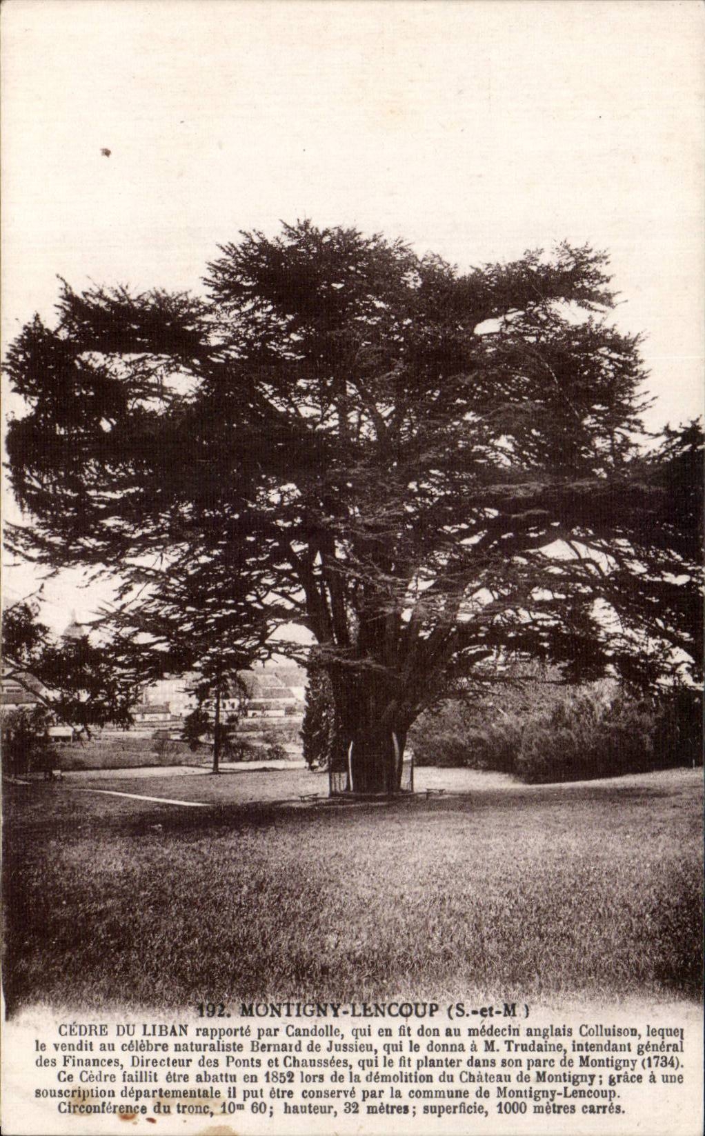 Cèdre du Liban à Montigny-Lencoup — S.-et-M. — Phototypie M. Siget, rue de l'Église