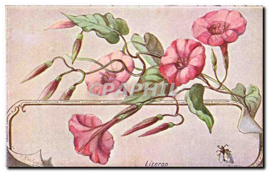 Fleurs - Liseron - CPA 