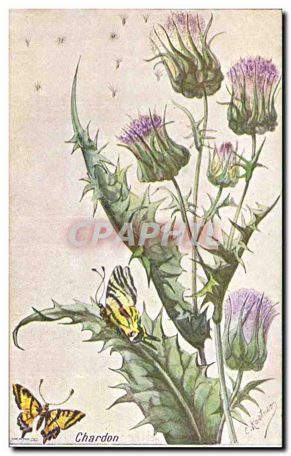 Fleurs Papillon - Butterfly Chardon - CPA 