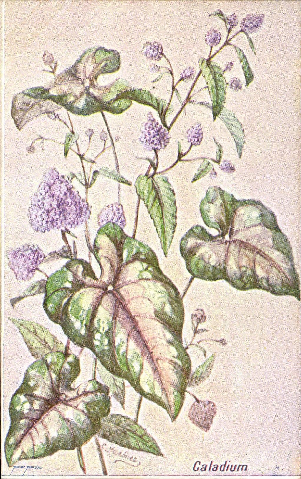 Fleurs - Caladium - CPA 