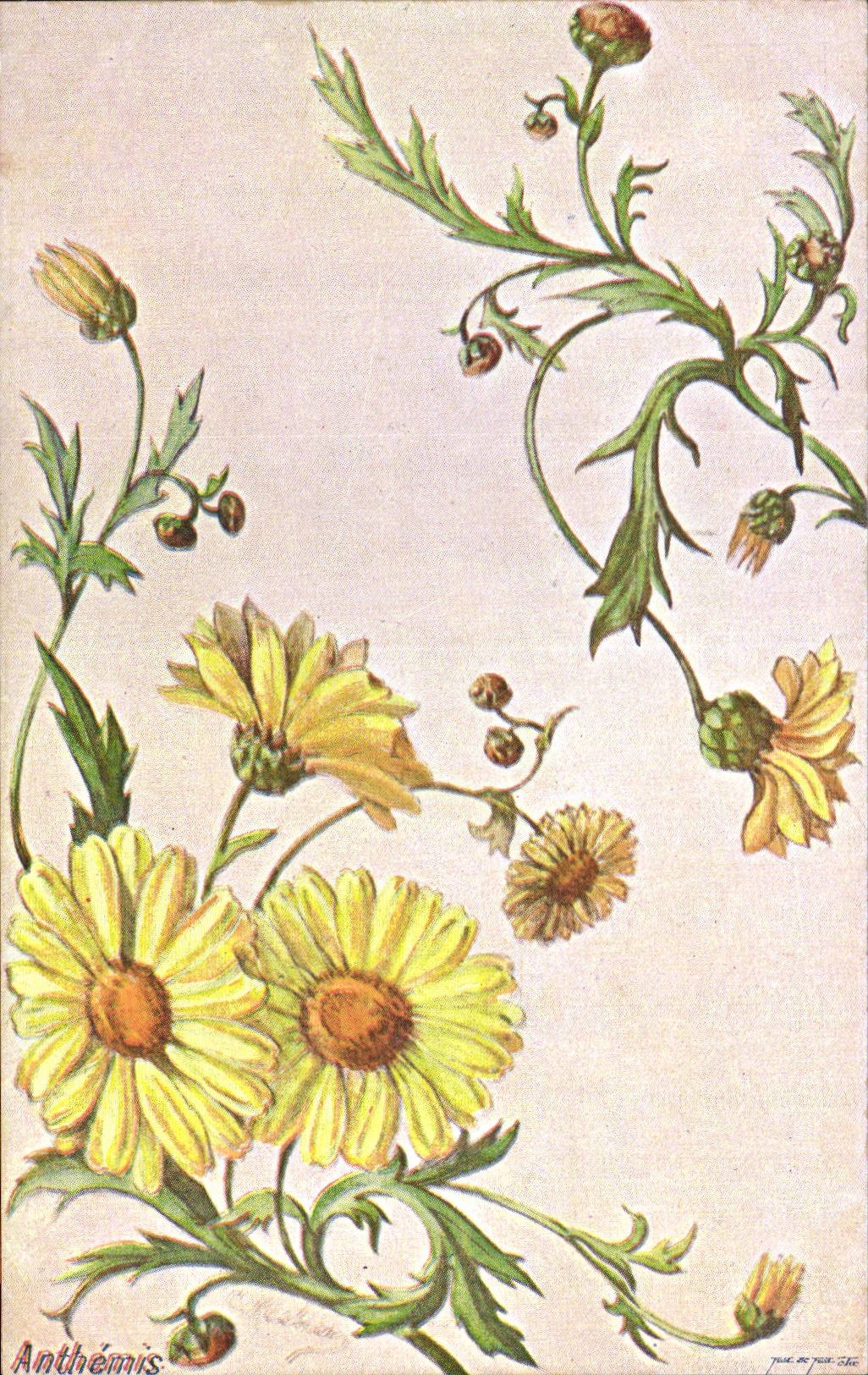 Fleurs - Anthemis - CPA 