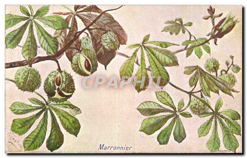 Fleurs Marronnier - Chesnut - CPA 