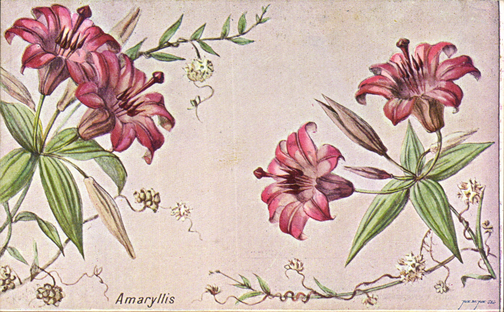Fleurs Amaryllis - CPA 