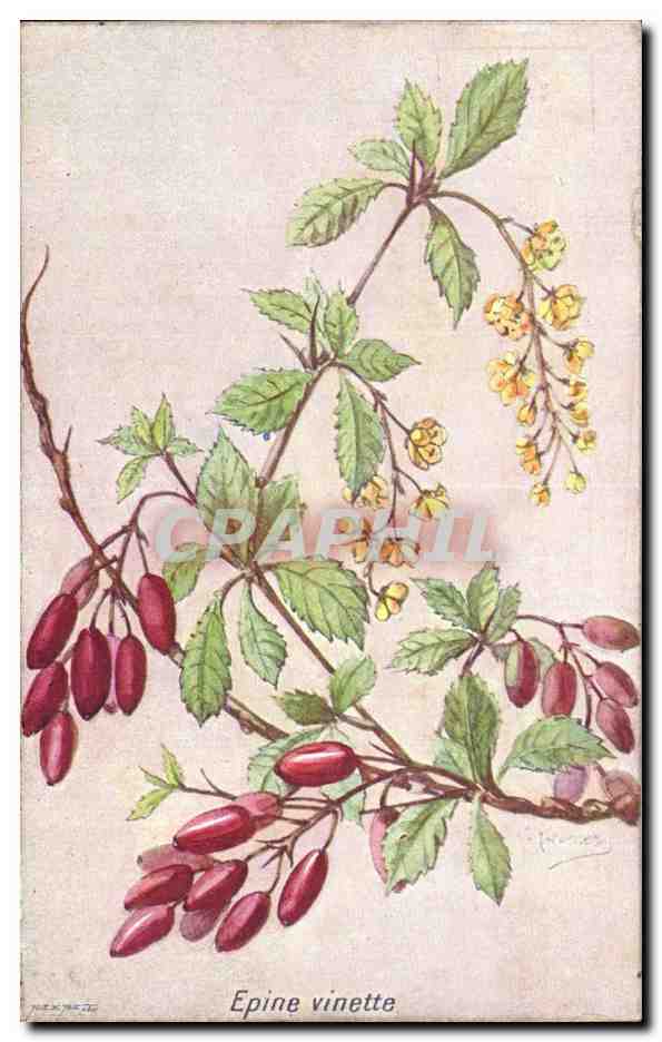 Fleurs - Epine vinette - CPA 