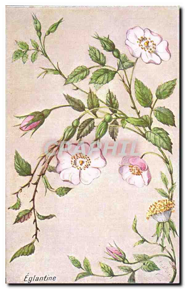 Fleurs - Eglantine - CPA 