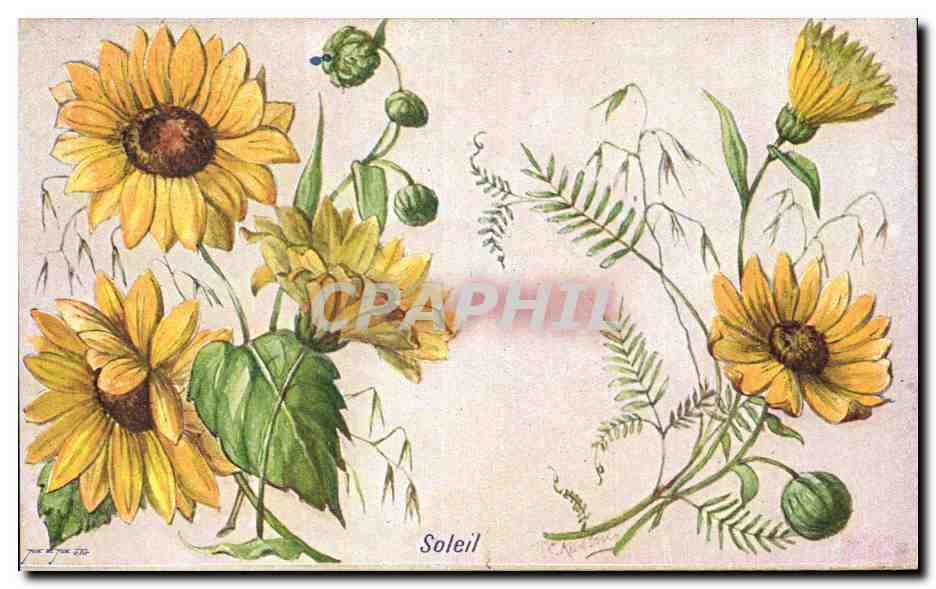 Fleurs Soleil - Sun - CPA 