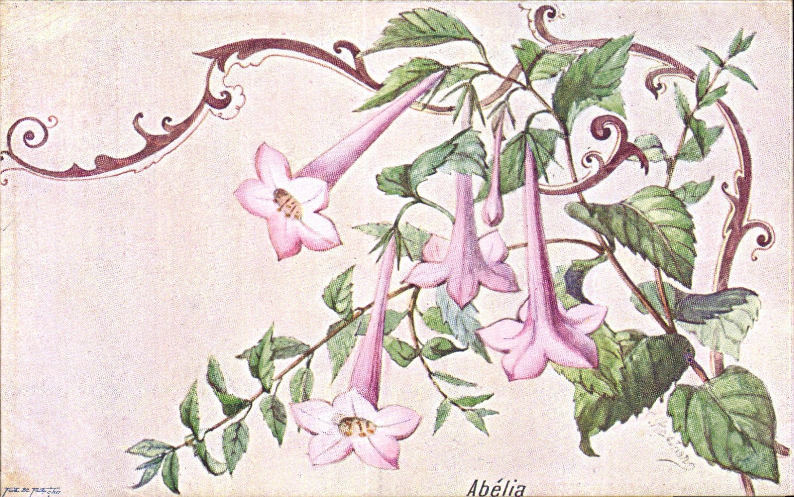 Fleurs - Abelia - CPA 