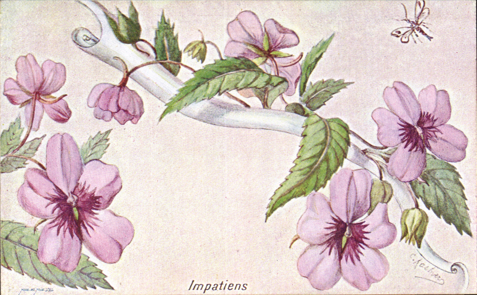 Fleurs Impatiens - CPA 