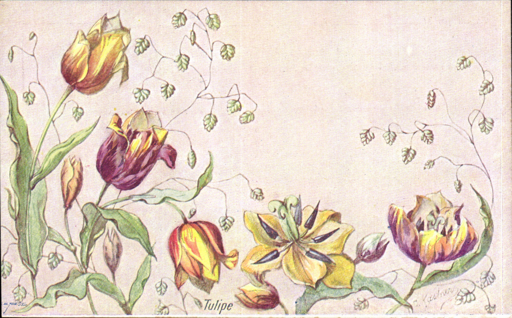 Fleurs - Tulipe - CPA 