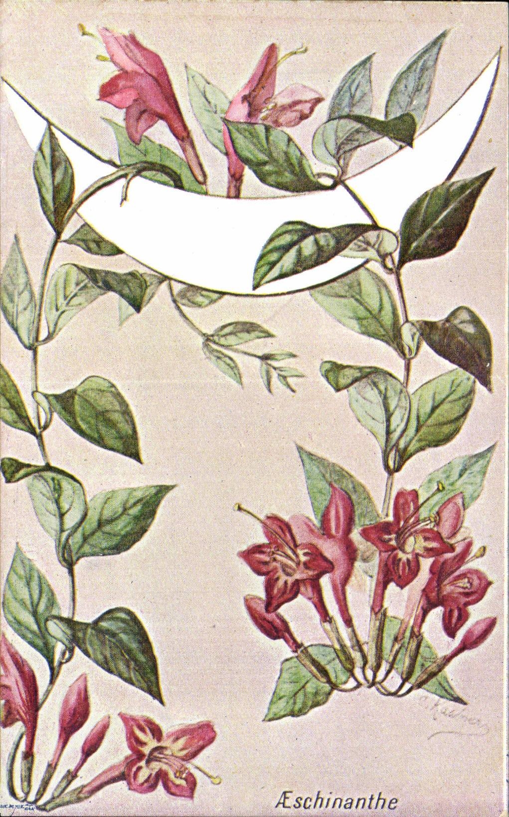 Fleurs - Aeschinanthe - CPA 