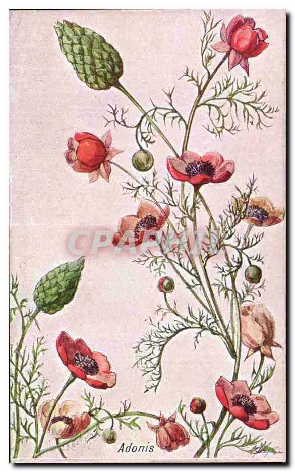 Fleurs - Adonis - CPA 