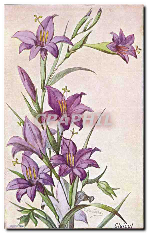 Fleurs - Glaieul - CPA 