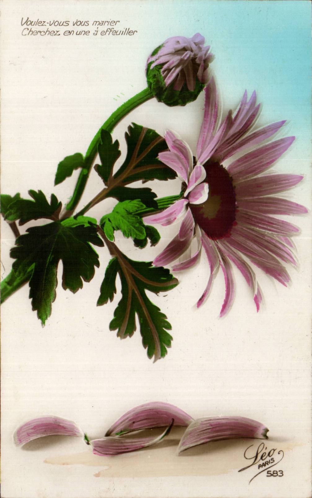 Fleurs Daisy - CPA 