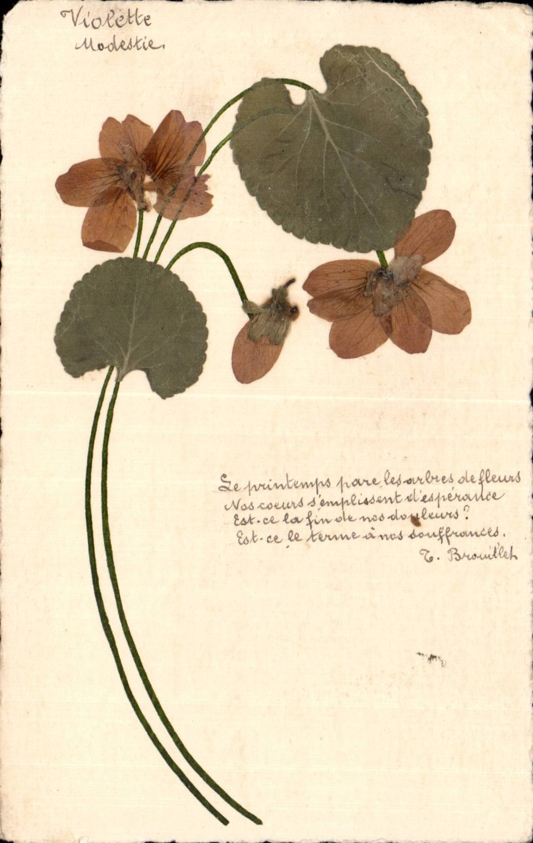 CPA Fantaisie Fleurs sechees Modestie 