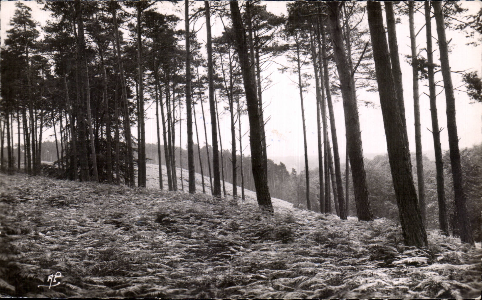 Wald von Échappée über die Mesnuls — Montfort-l'Amaury — Éd. d'Art, Paris
