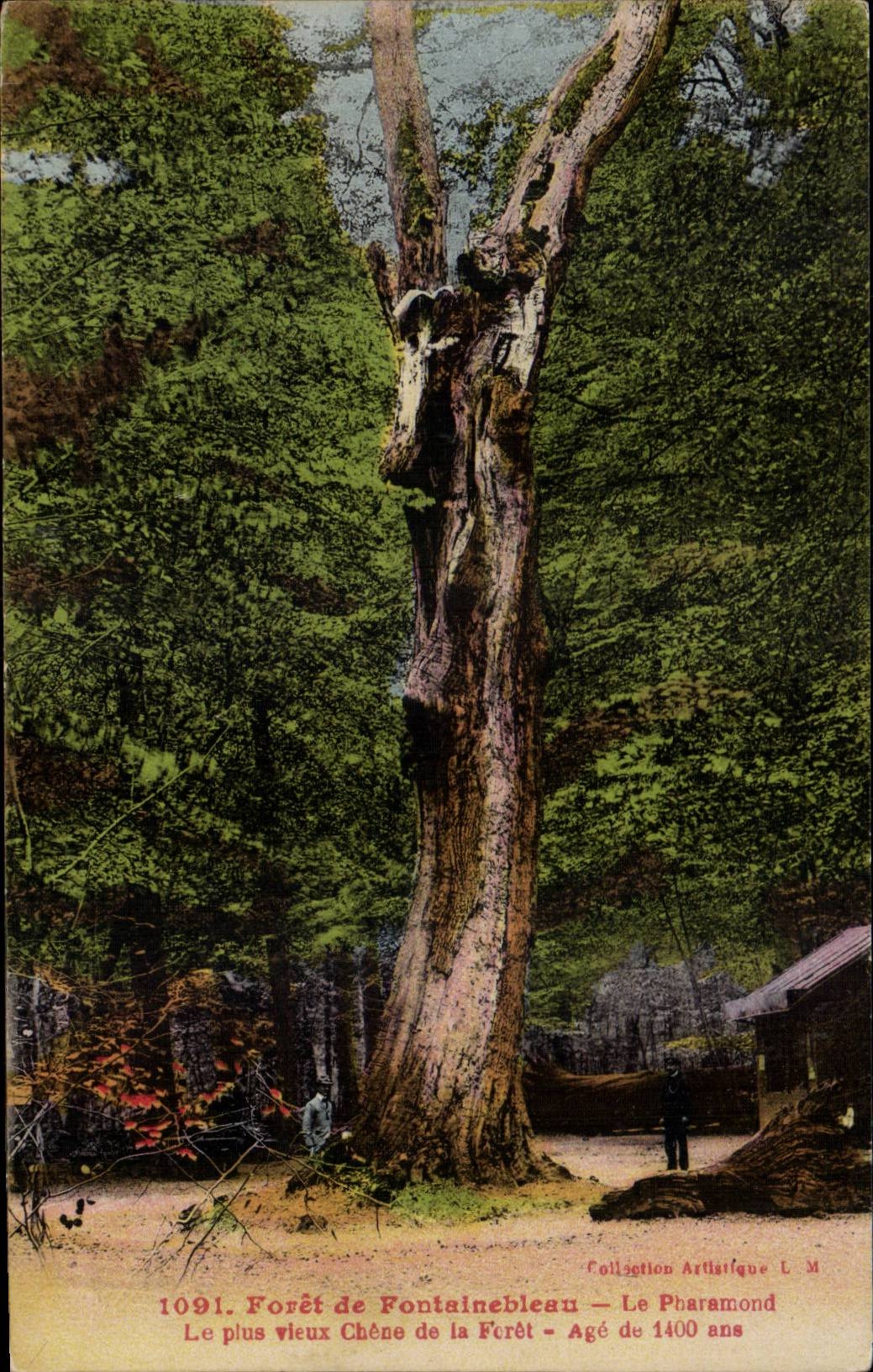 Forêt de Fontainebleau — Le plus vieux Chêne de la Forêt — Âgé de 1400 ans — Collection Artistique L. M.
