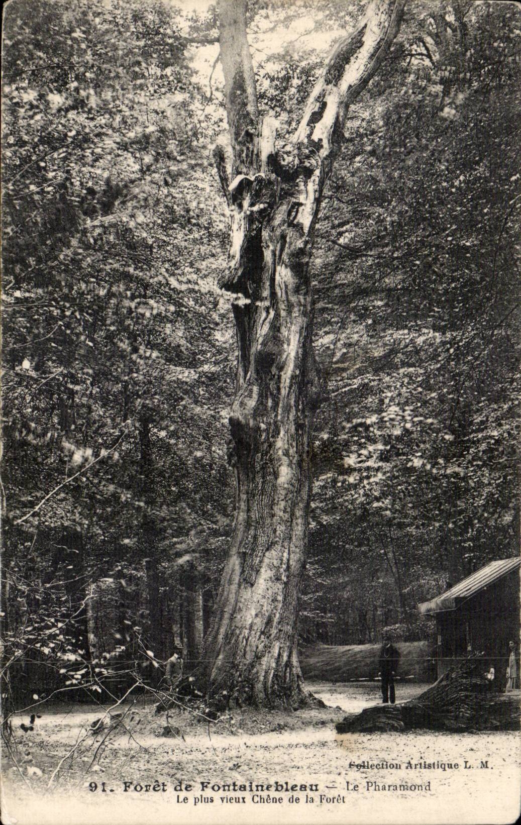 Forêt de Fontainebleau — Der älteste Eichenbaum im Wald — Collection Artistique L. M.