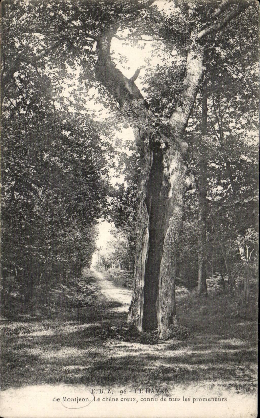 CPA Le Havre Foret de Montgeon Le chene creux connu de tous les promeneurs