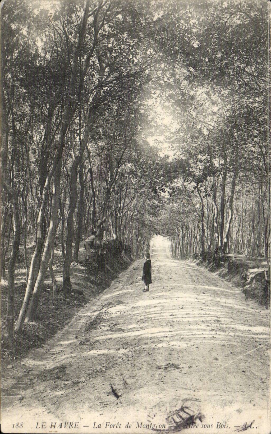 CPA Le Havre Foret de Montgeon Allee sous bois