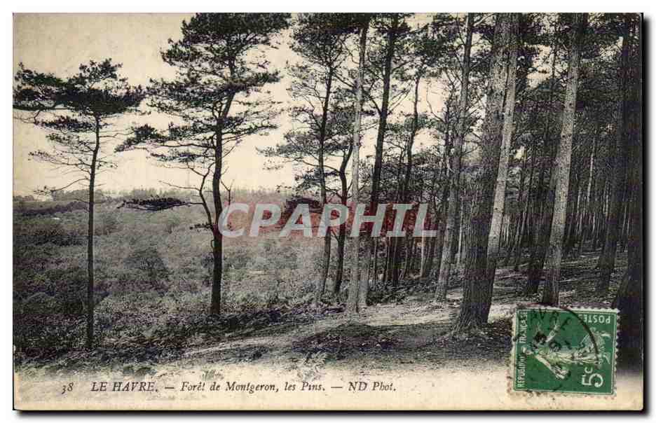 CPA Le Havre Foret de Montgeon Les pins