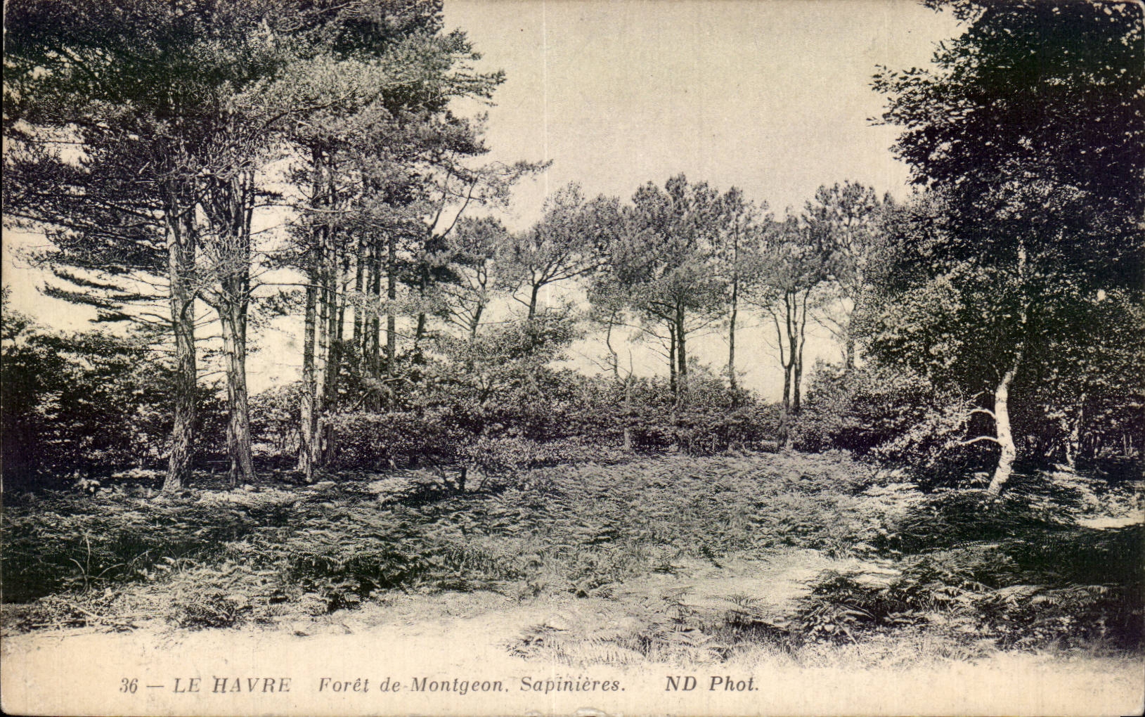 CPA Le Havre Foret de Montgeon Sapinieres