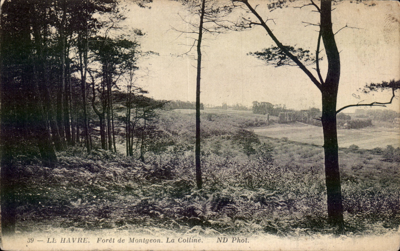 CPA Le Havre Foret de Montgeon la colline