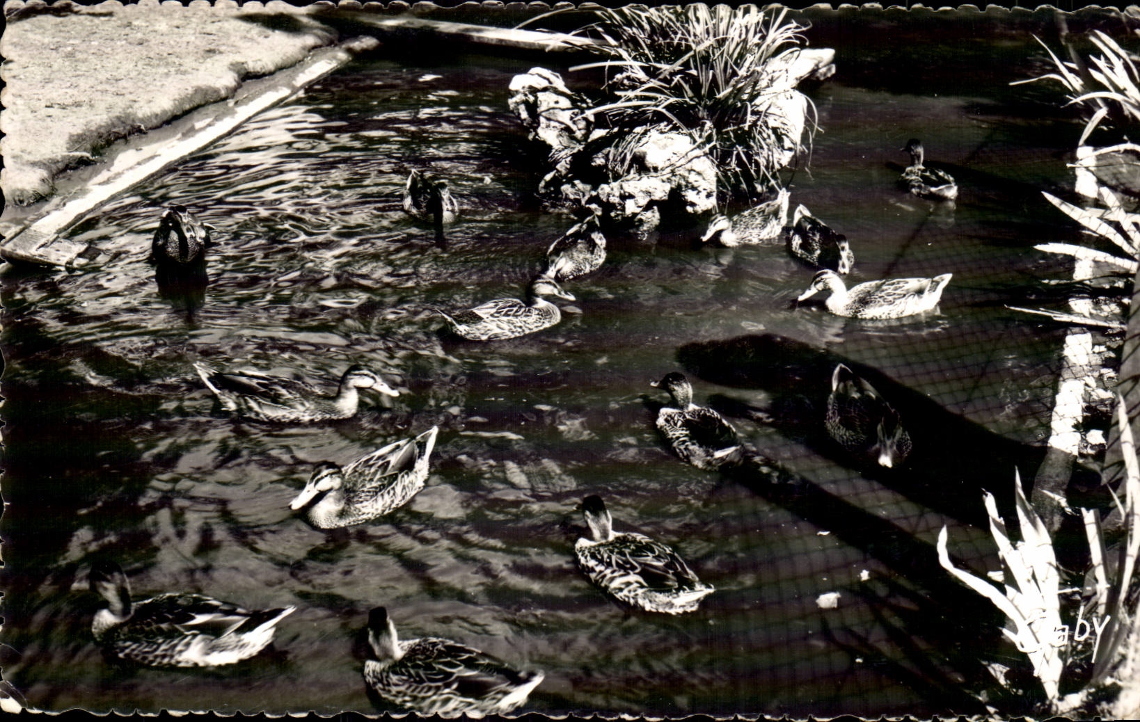 Jardin Public - Les Canards — Luc-sur-Mer (Calvados) — Éditions Gaby