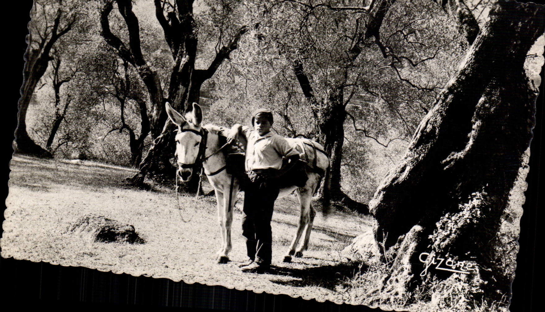Nice - La Cote d Azur sous les Oliviers ane Donkey - CPSM
