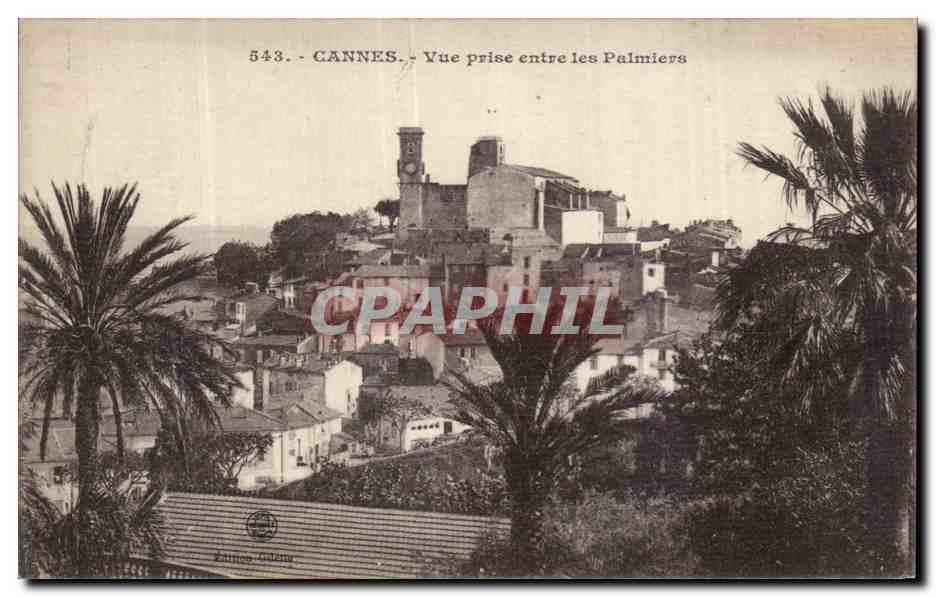 CANNES - Vue prise entre les Palmiers - Éditions Gélin