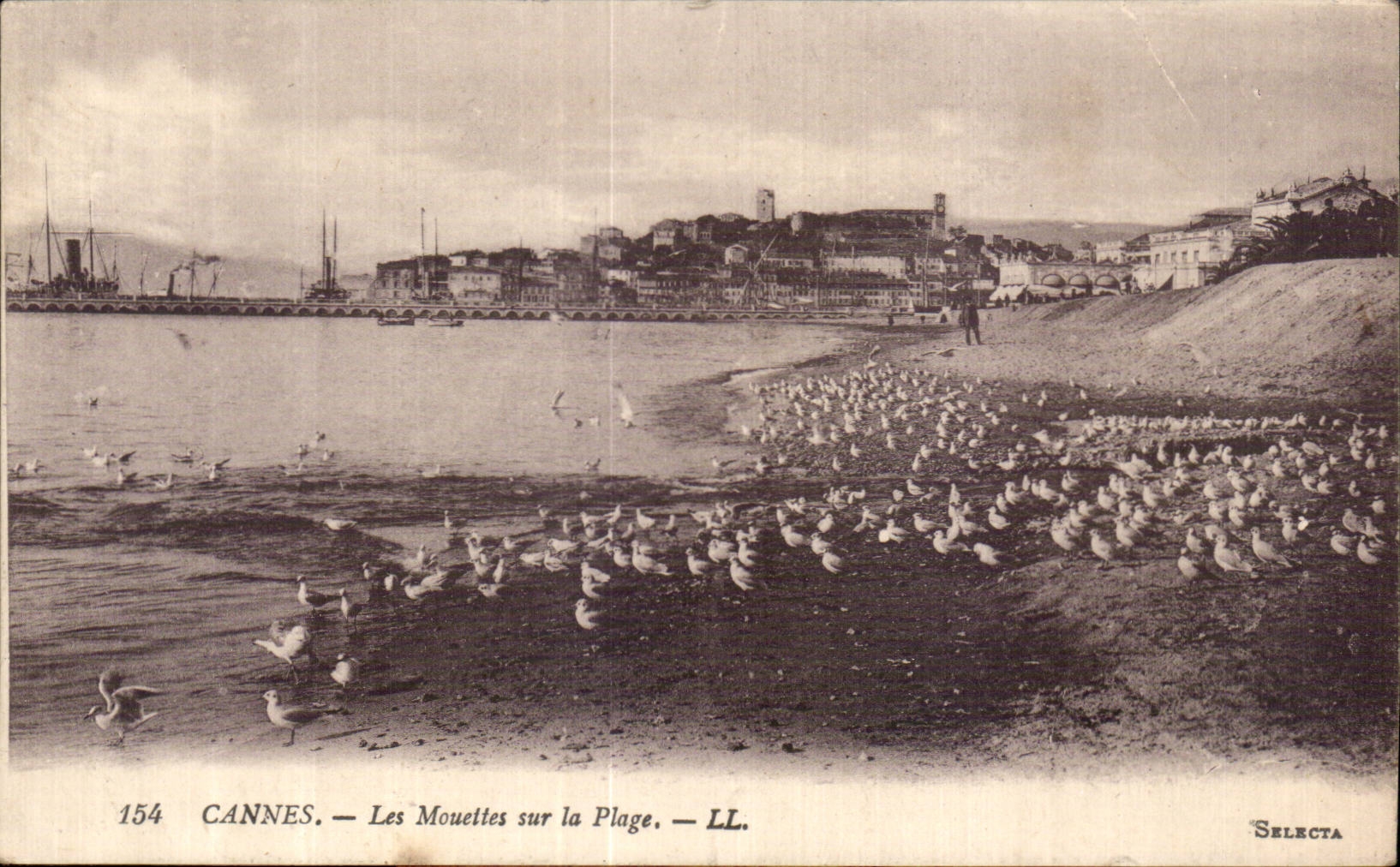 Cannes - Les Mouettes sur la Plage - CPA 