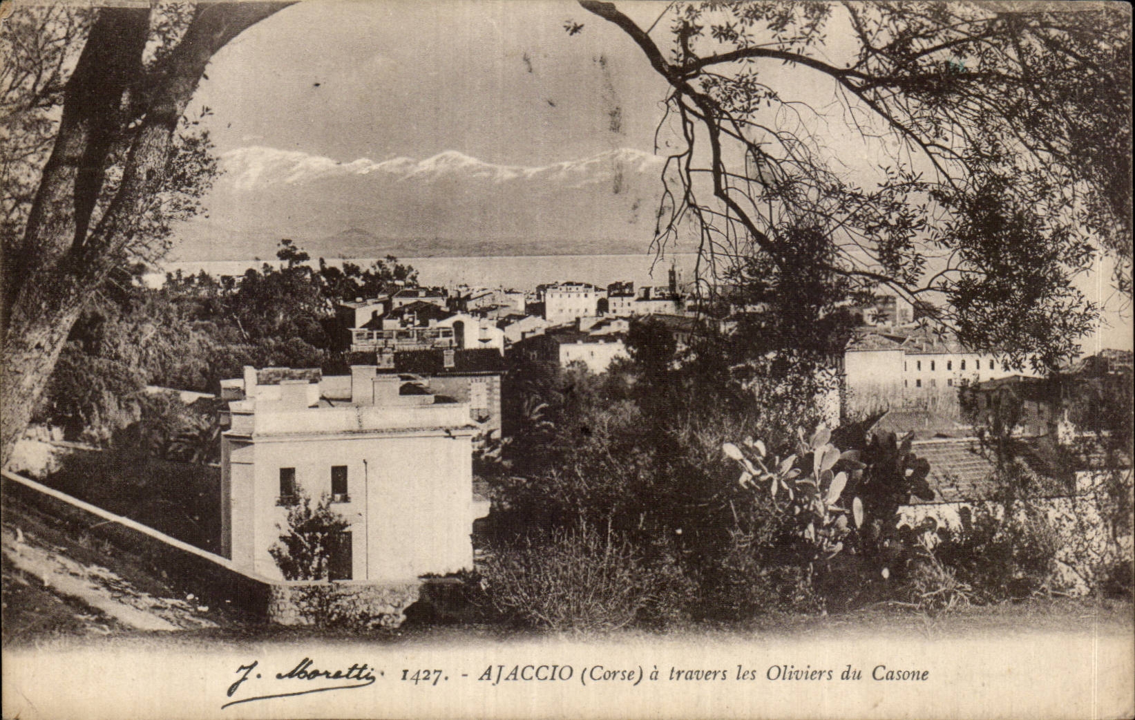 CPA Corse Corsica Ajaccio a travers les oliviers du Casone