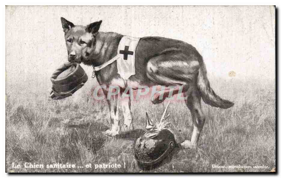 CPA Militaria Le chien sanitaire Croix Rouge Red Cross