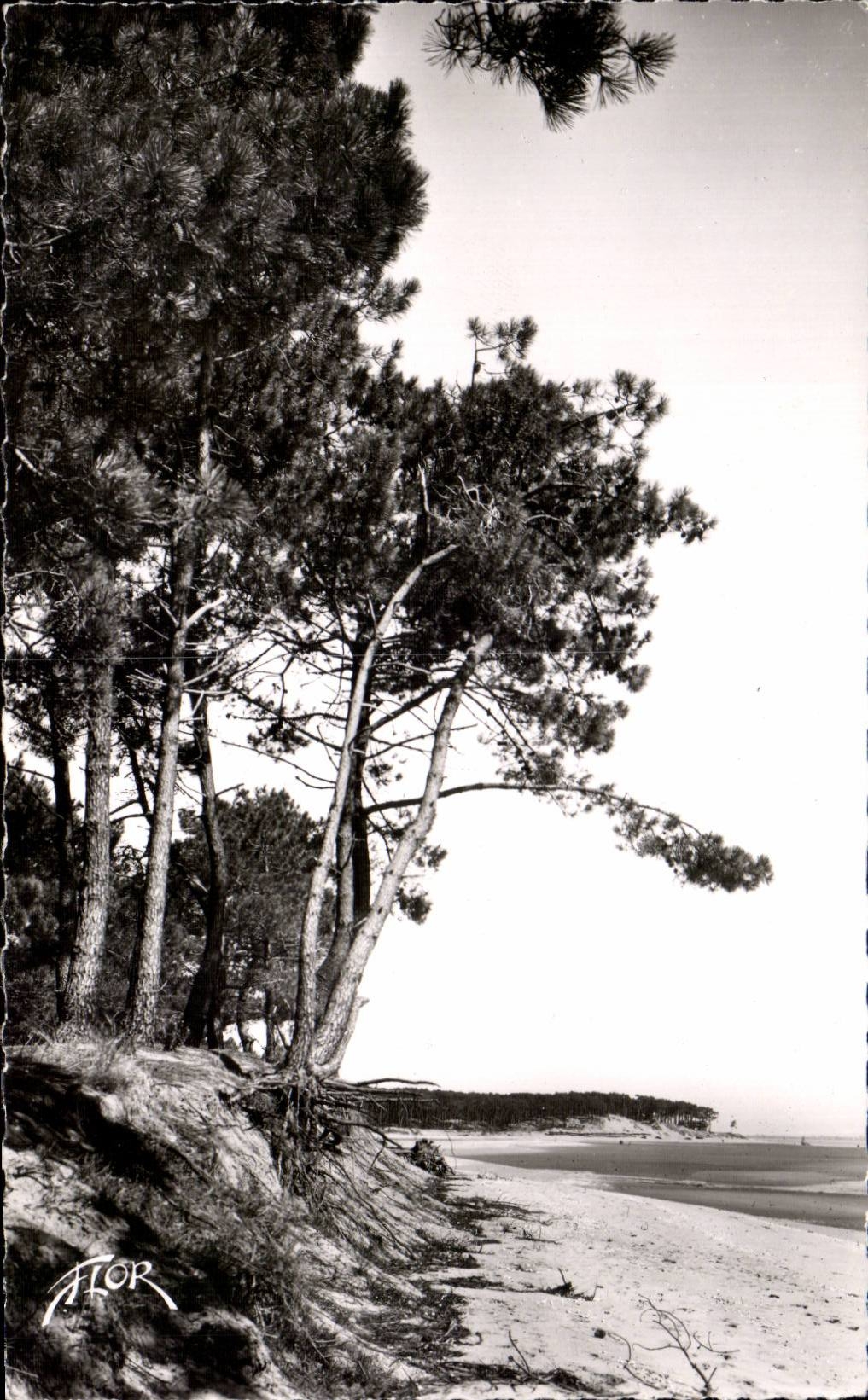 Ile d'Oléron - Saint-Trojan - Les Pins en bordure de la Mer vers le Sanatorium