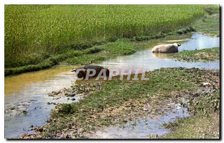 CPSM Asia Asie Rice field and water buffalo Riziere et buffes Riz