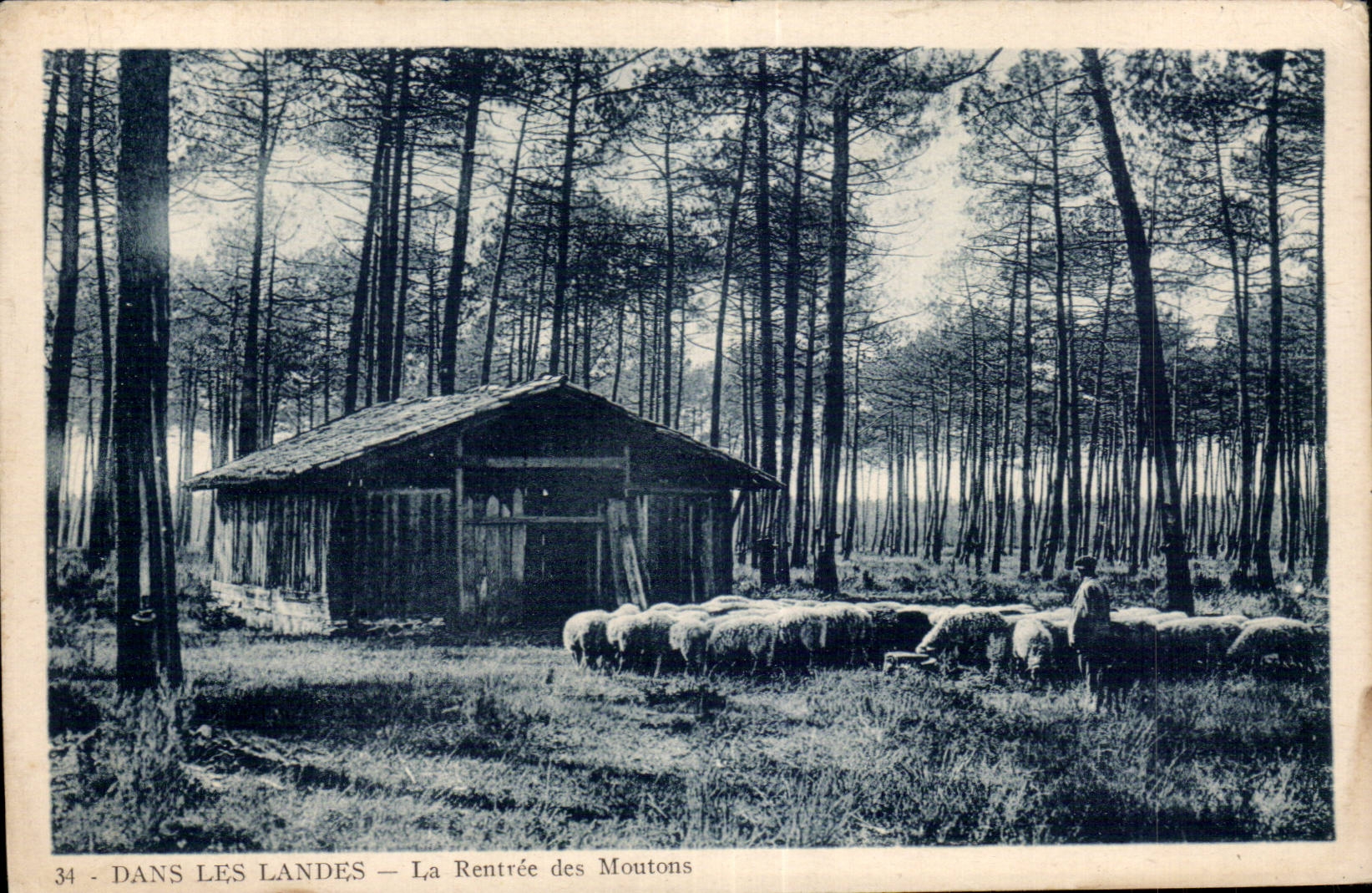 Dans les Landes — La Rentrée des Moutons — Éditions E. Vigneux