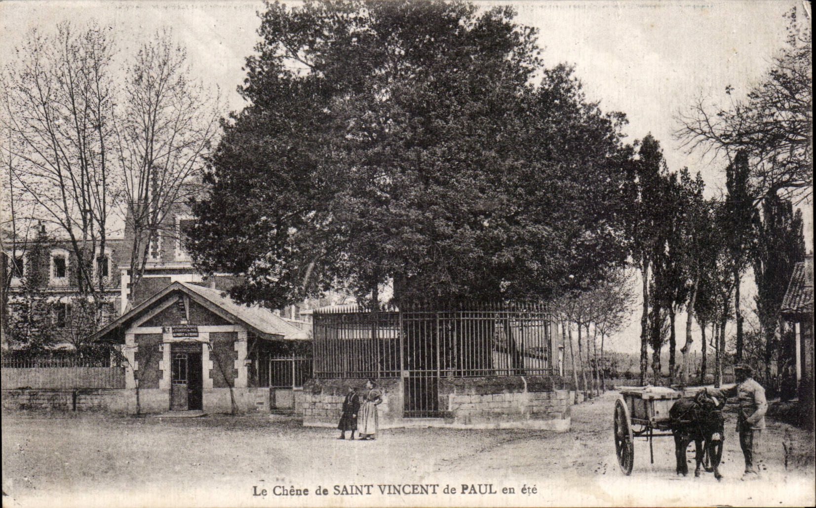 Le Chêne de Saint Vincent de Paul en été — Saint-Vincent-de-Paul
