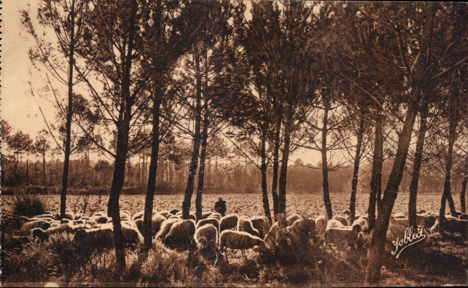 CPA Dans les landes de Gascogne Moutons au passage