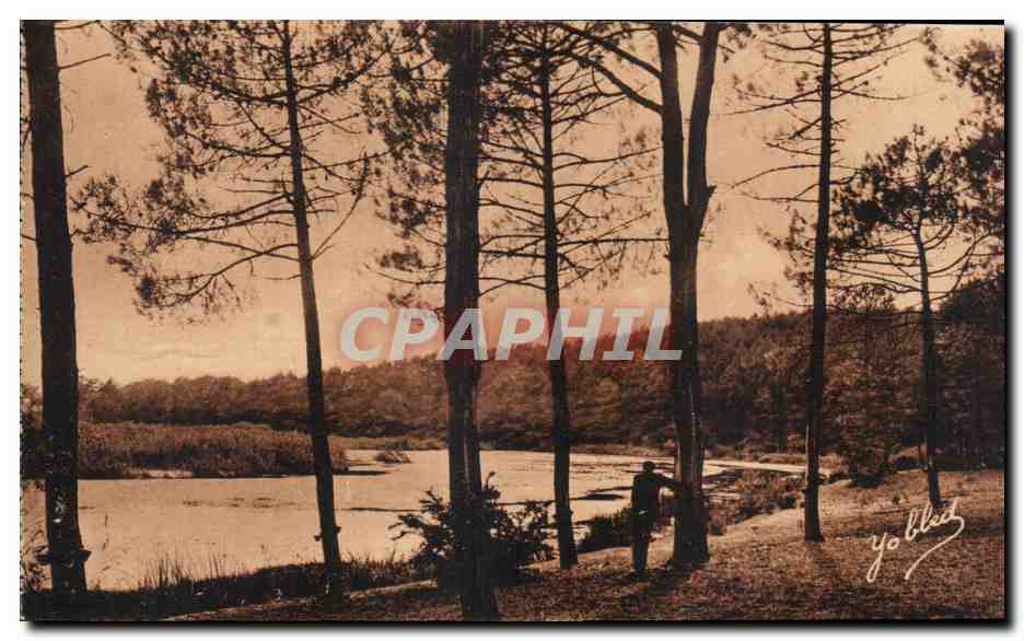 CPA Dans les landes de Gascogne Paysage a Aureilhan 