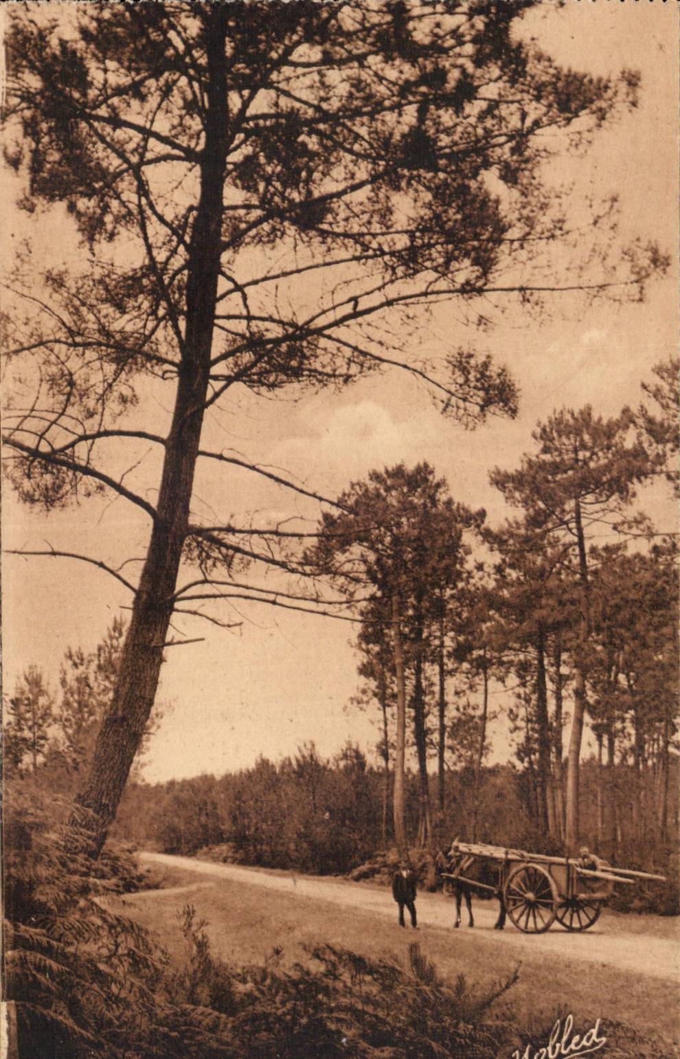 CPA Dans les landes de Gascogne Attelage de mule sur une route 