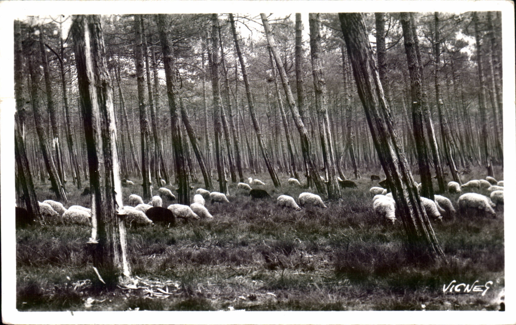 Au Pays Landais - Moutons l Hiver en Forret - CPA 
