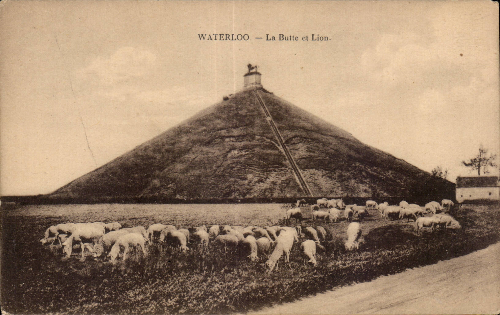 CPA Belgique Waterloo la butte et lion Moutons