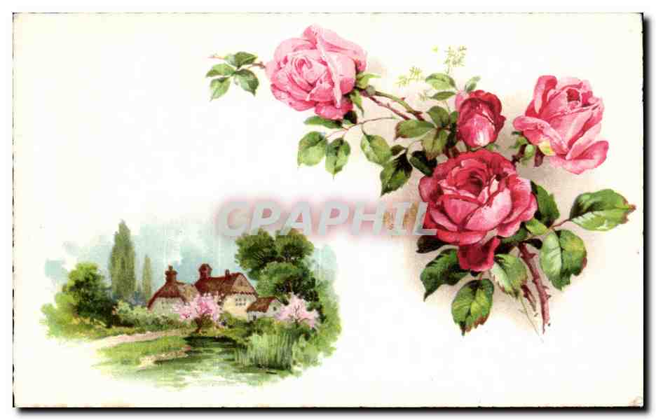 Fleurs rose - CPA 